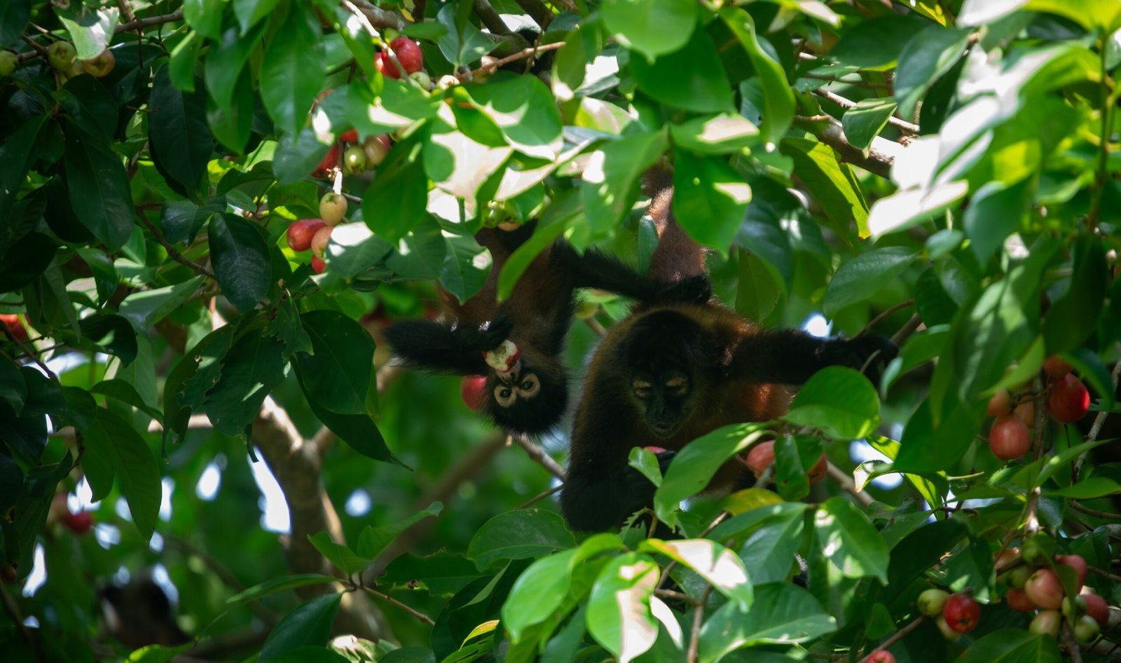 A monkey in a tree with fruit on it